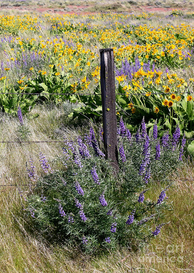 Wildflowers and Fence Post Photograph by Carol Groenen