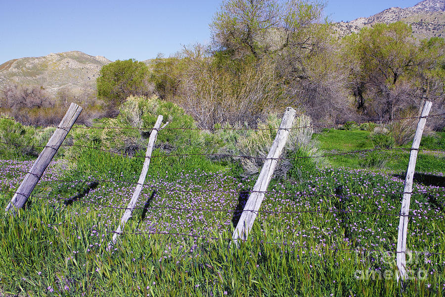 Wildflowers and Fence Post - Kern County Central California Photograph by Ram Vasudev