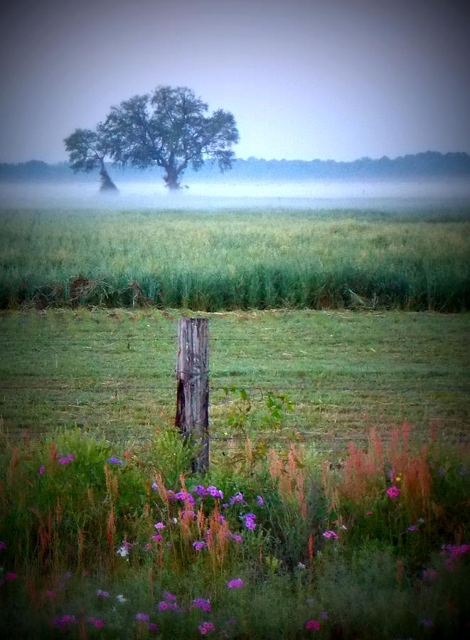 Wildflowers and Fog Photograph by Sheri McLeroy