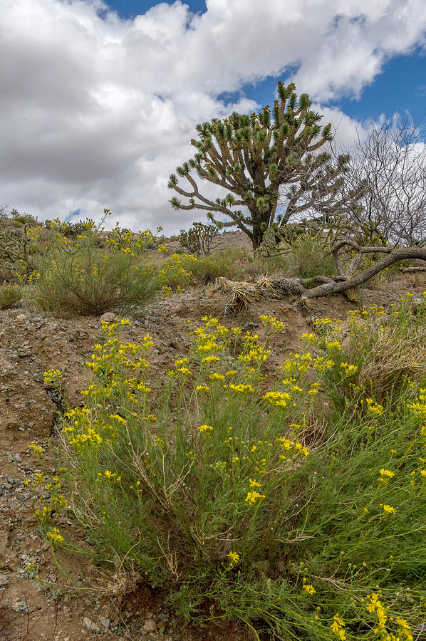 Wildflowers and Joshua Trees In Sunny Arizona Photograph by Willie Harper