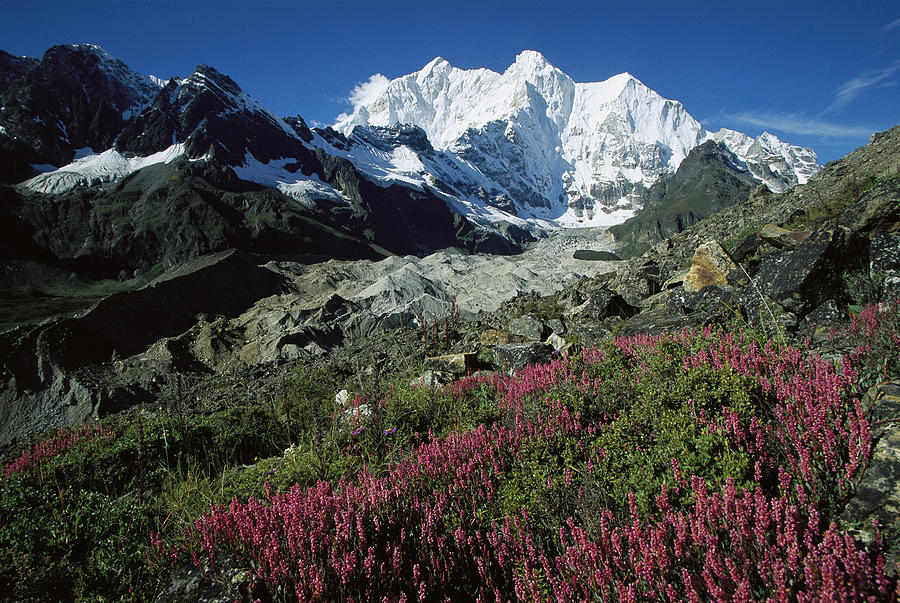 Wildflowers And Kangshung Glacier Photograph by Colin Monteath