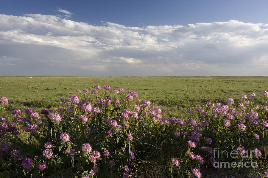 wildflowers and short grass prairie in Colorado Photograph by Marek Uliasz