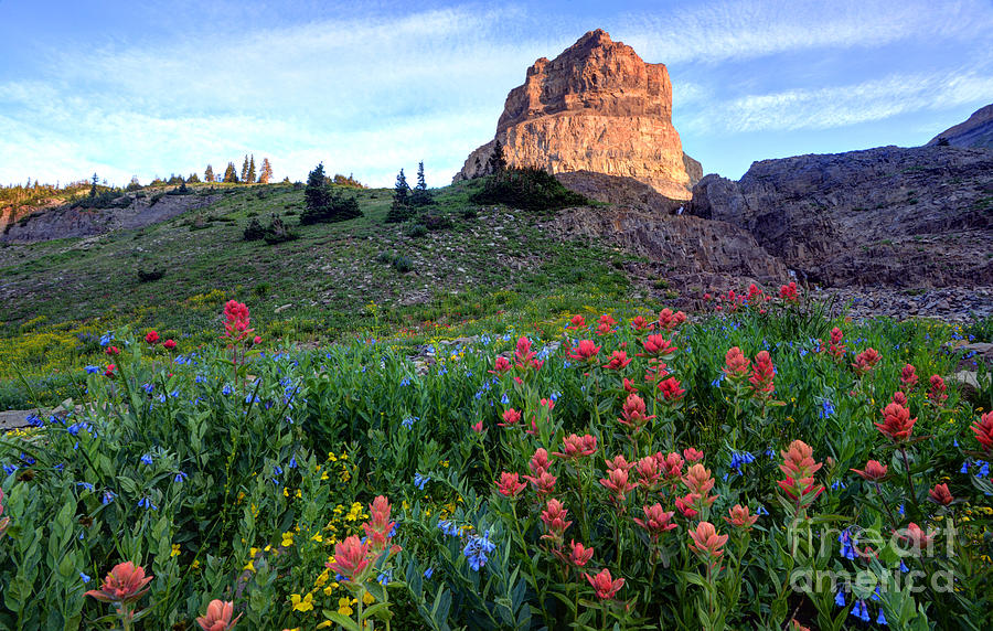 Wildflowers and South Peak of Timpanogos Photograph by Gary Whitton