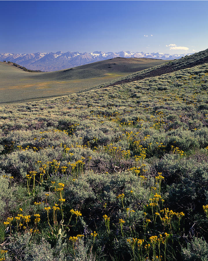 1N6950-Wildflowers and the Sierras  Photograph by Ed  Cooper Photography