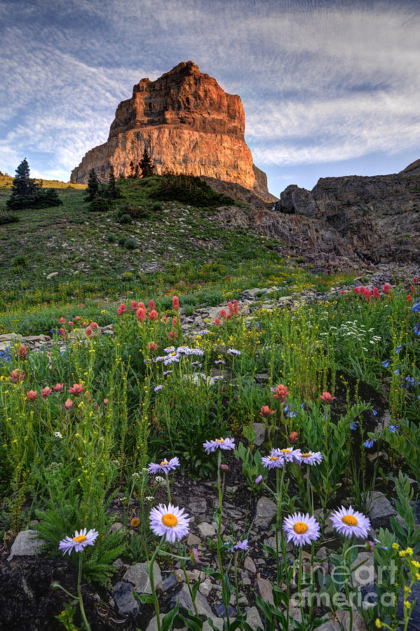 Wildflowers and Timpanogos South Peak at Sunset Photograph by Gary Whitton