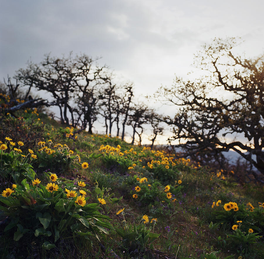 Wildflowers And Trees On Stormy Day Photograph by Danielle D. Hughson