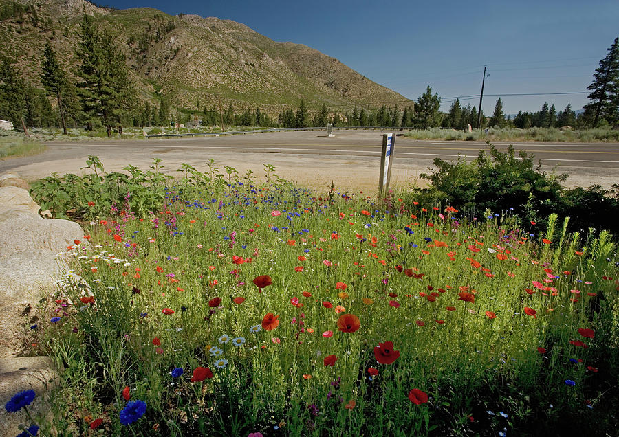 Wildflowers At A Roadside Photograph by Science Photo Library Wildflowers At A Roadside Photograph by Science Photo Library