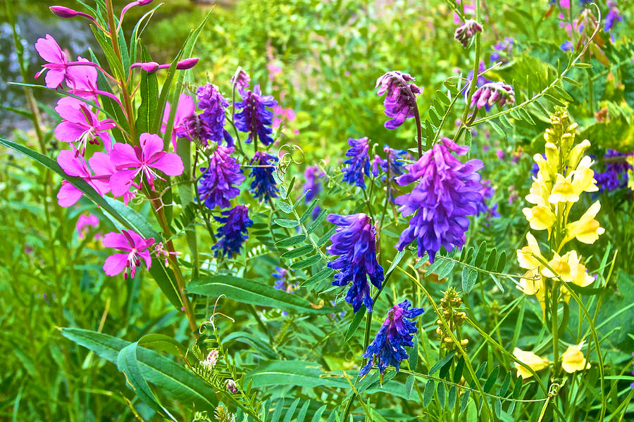 Anchorage Photograph - Wildflowers at Alaska Native Heritage Center in Anchorage-AK  by Ruth Hager