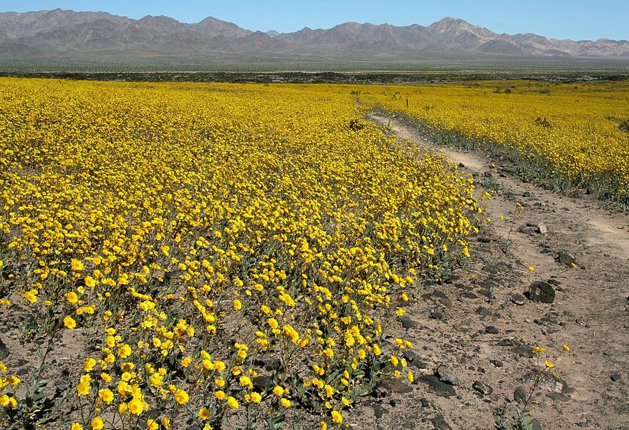 Wildflowers at Amboy Crater Photograph by Jetson Nguyen