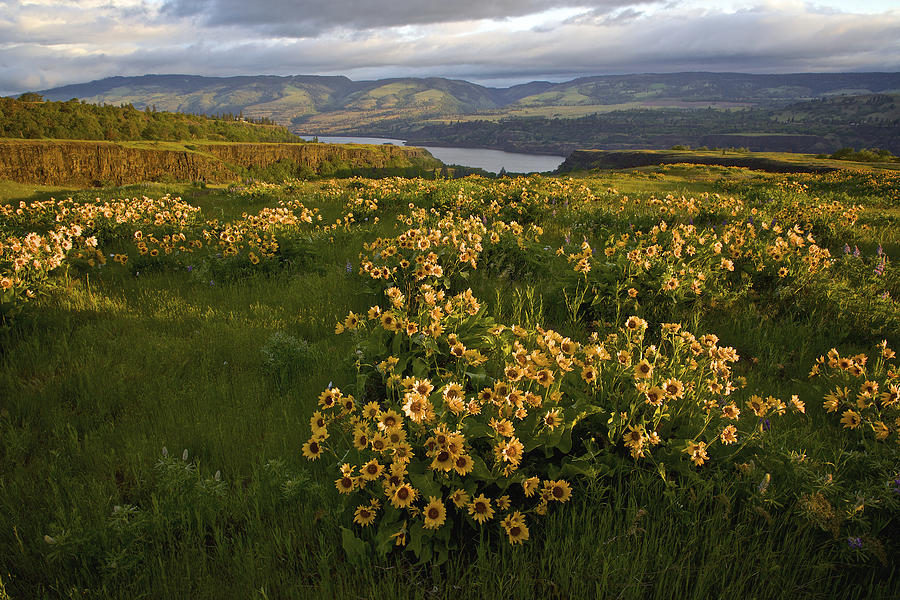 Wildflowers at Dawn on the Columbia Gorge Photograph by Randy Green
