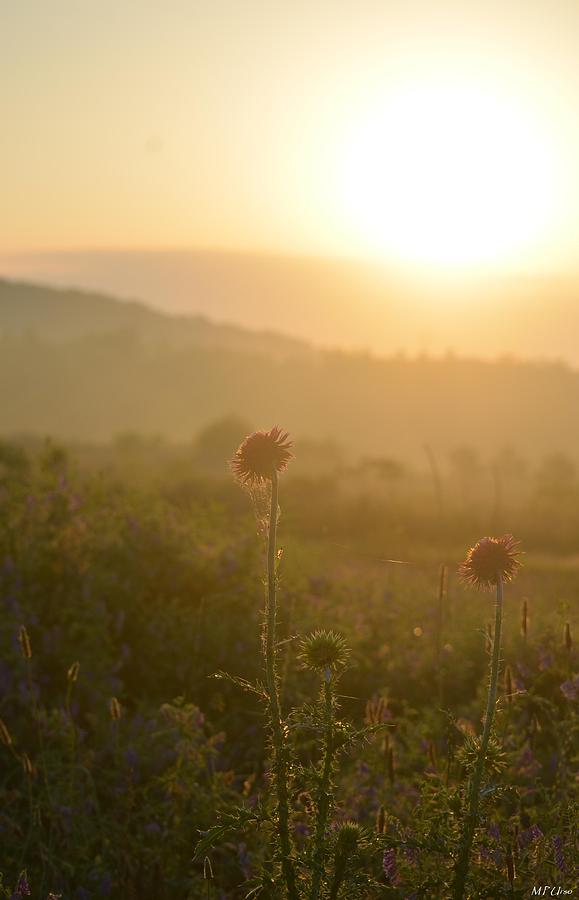 Wildflowers at Sunrise Photograph by Maria Urso