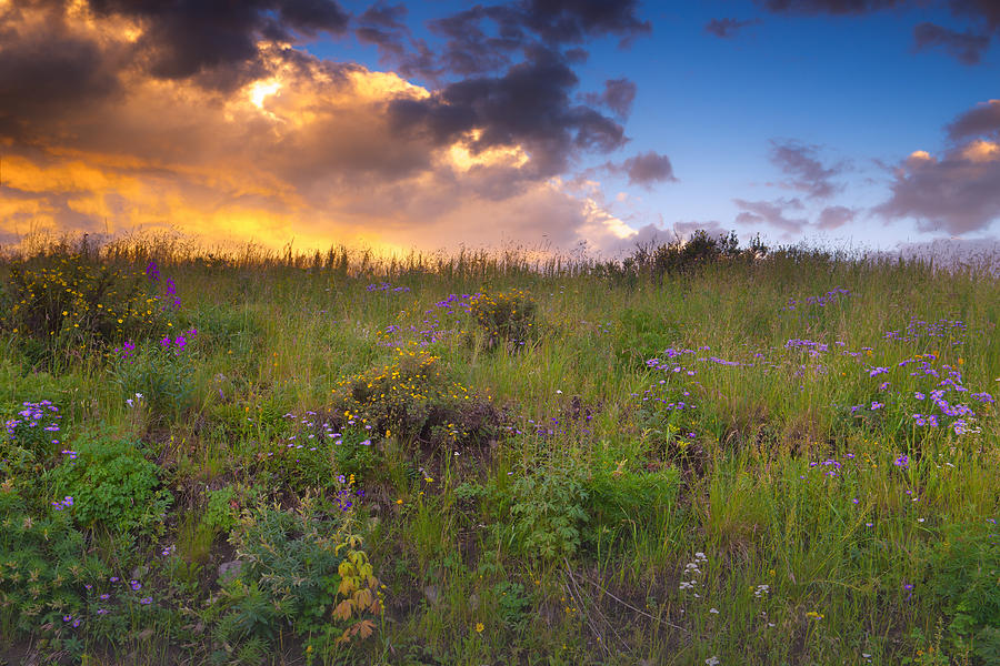 Flower Photograph - Wildflowers At Sunset by Tim Reaves