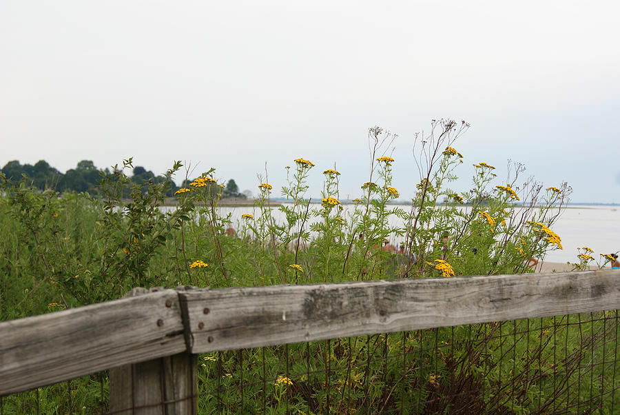 Wildflowers at the Shore Photograph by Margie Avellino