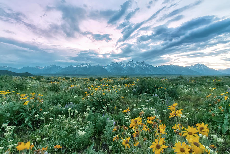 Wildflowers At The Tetons Photograph by Ronnie Wiggin