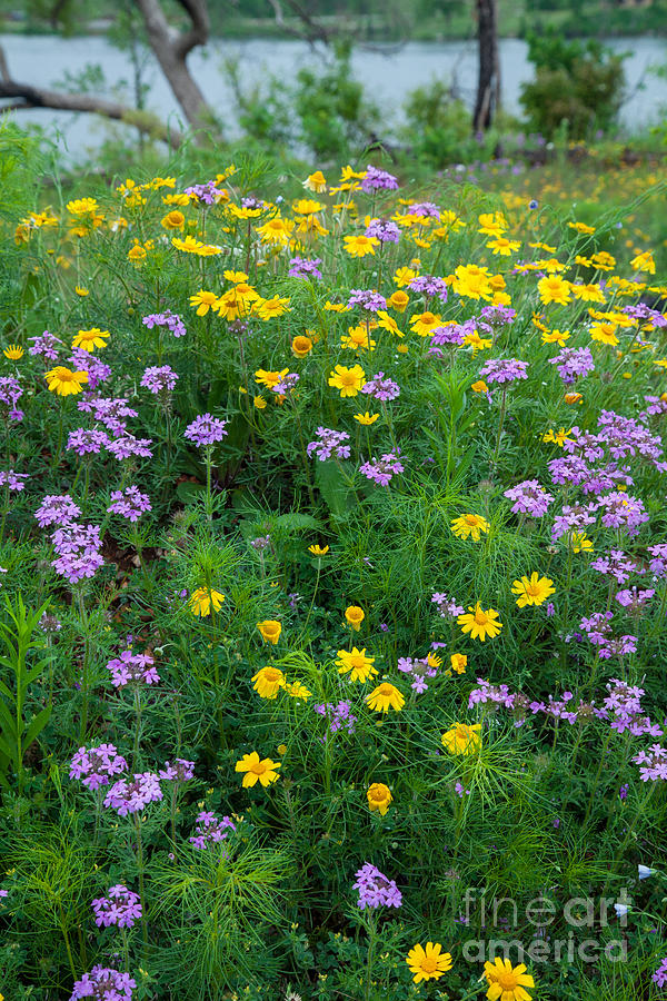 Wildflowers at The Veterans Lake Photograph by Iris Greenwell