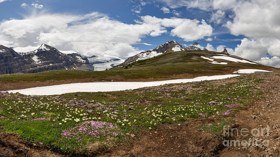 Mountain Photograph - Wildflowers Atop the Ridge by Charles Kozierok