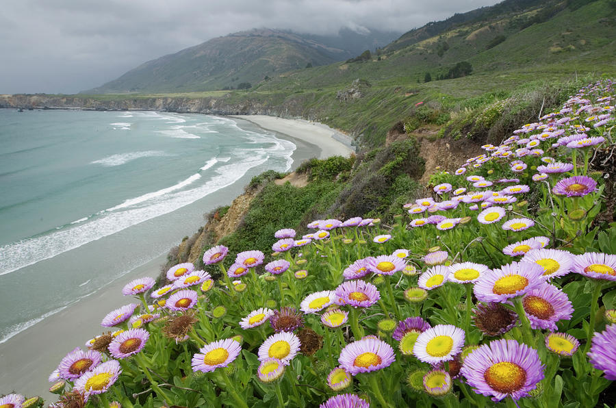 Wildflowers Big Sur California Photograph by Alan Majchrowicz