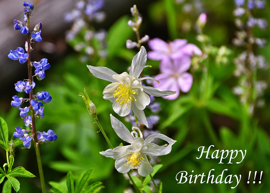 Wildflowers Birthday Greeting Card Photograph by Greg Norrell