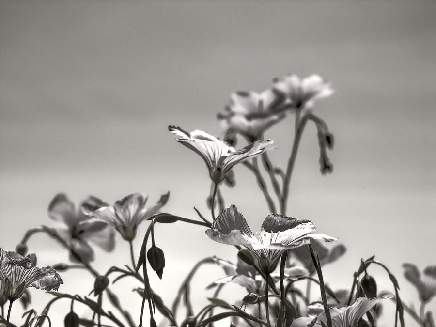Wildflowers Black And White Photograph by Cathy Anderson - Fine Art America