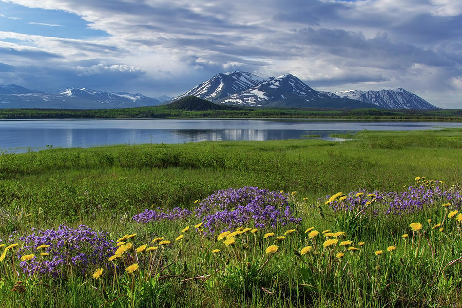 Wildflowers Bloom Along The Shoreline Photograph by John Hyde / Design Pics