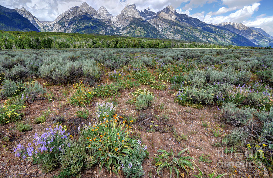 Wildflowers Bloom Below Teton Mountain  Range Photograph by Gary Whitton