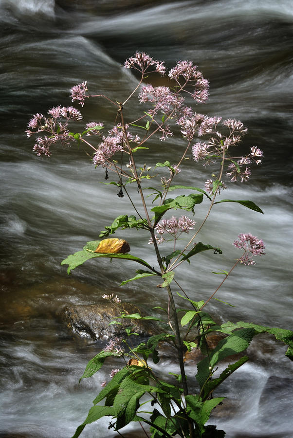 Wildflowers by a Stream Photograph by George Taylor