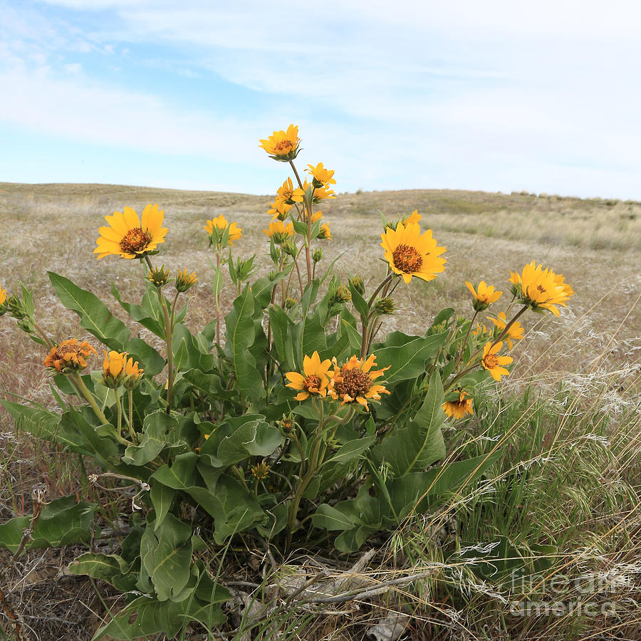 Wildflowers - Careys Balsamroot Photograph by Carol Groenen