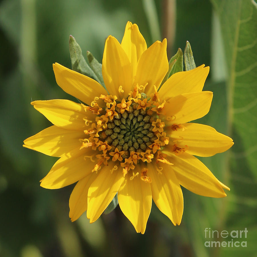 Wildflowers - Careys Balsamroot Closeup Photograph by Carol Groenen