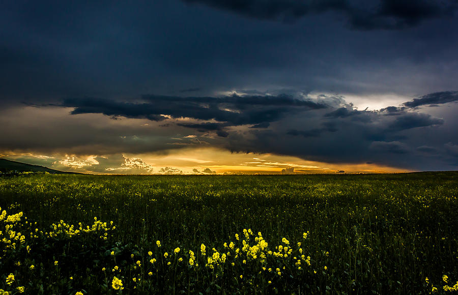 Wildflowers Photograph by David Barile - Fine Art America