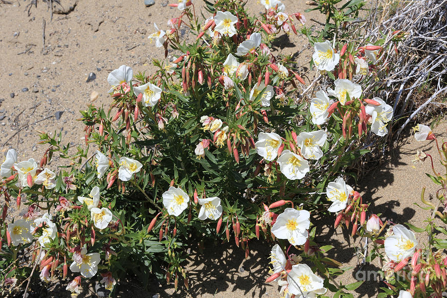 Wildflowers - Desert Primrose Photograph by Carol Groenen