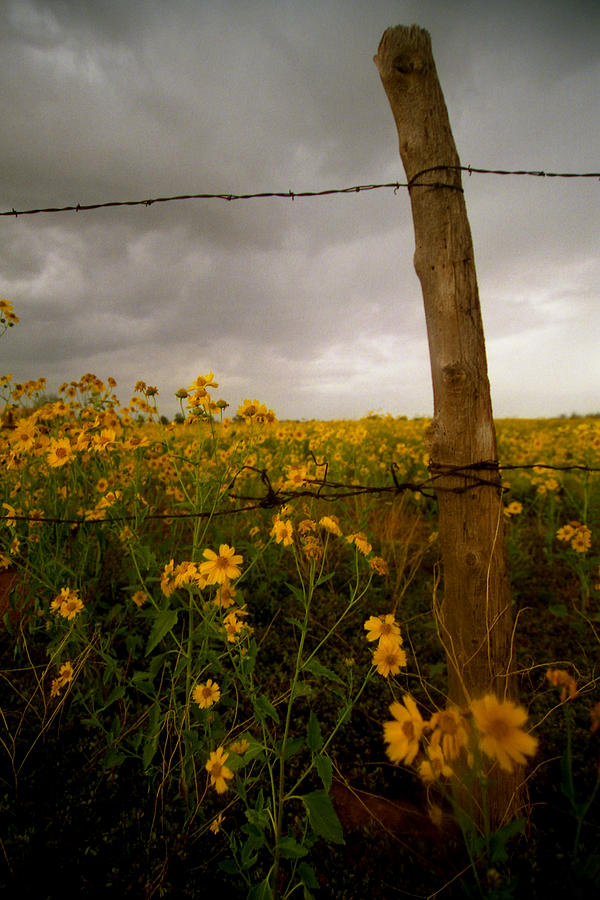 Landscape Photograph - Wildflowers Gone Wild by Jeannette Wood