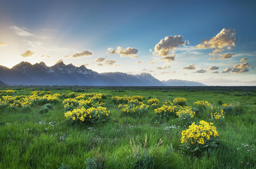 Wildflowers Grand Teton National Park by Alan Majchrowicz