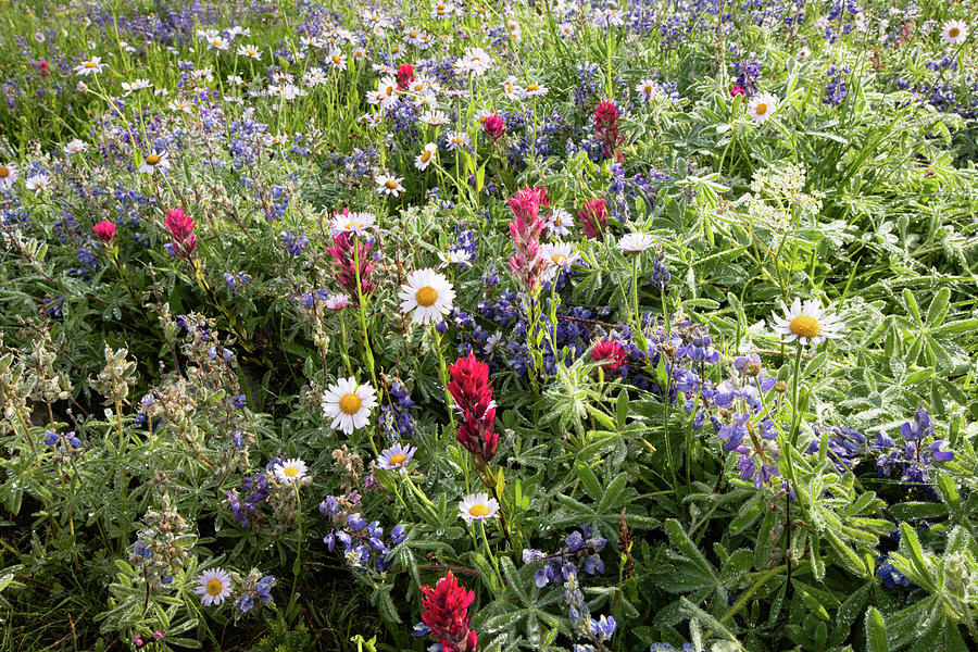 Mount Rainier National Park Photograph - Wildflowers In A Field, Mount Rainier by Panoramic Images