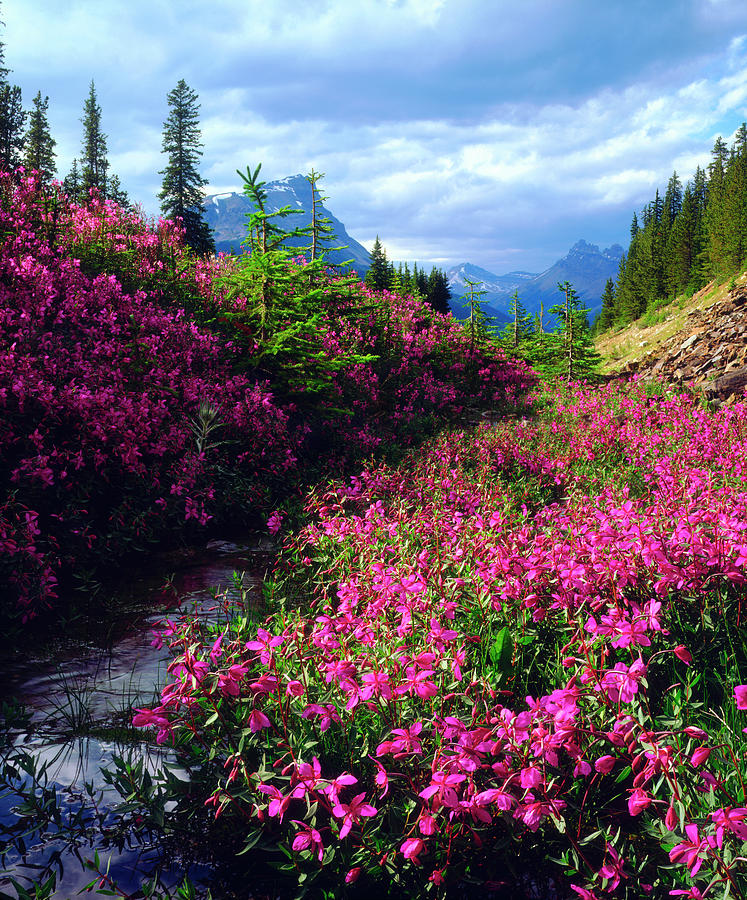 Wildflowers In Banff National Park Photograph By Jaynes Gallery Fine