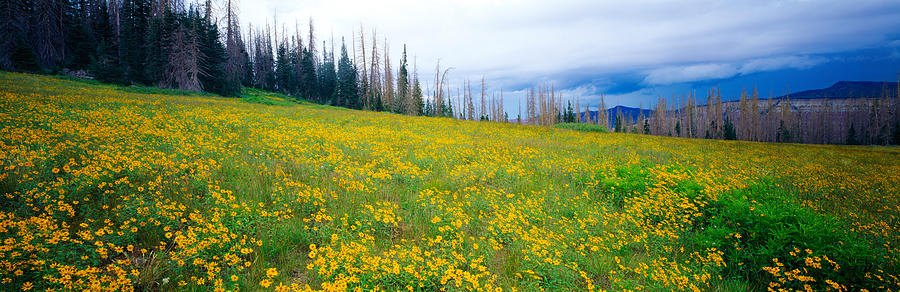 Wildflowers In Bloom At Morning Light Photograph by Panoramic Images ...