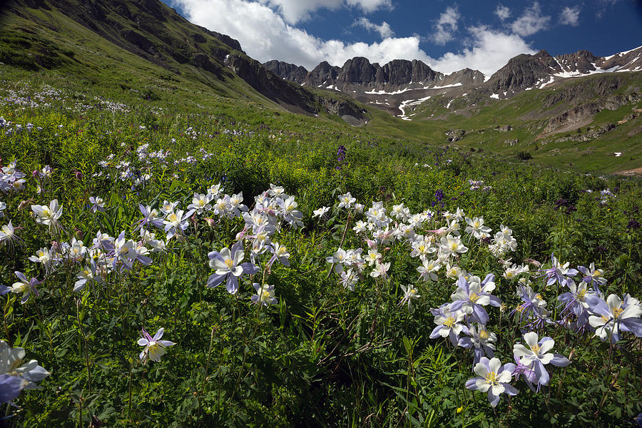 Wildflowers In Colorado Mountain Valley Photograph by Greg Ochocki