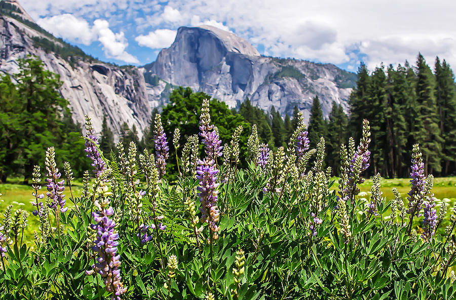 Wildflowers In Cow Meadow - Yosemite Valley California Usa Photograph ...