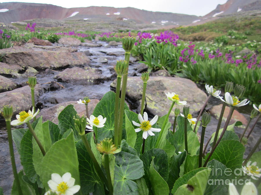 Wildflowers in Ice Lake Basin Photograph by Tonya Hance