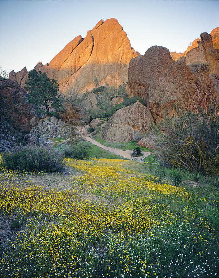 1b6430 Wildflowers in Pinnacles National Park Photograph by Ed Cooper