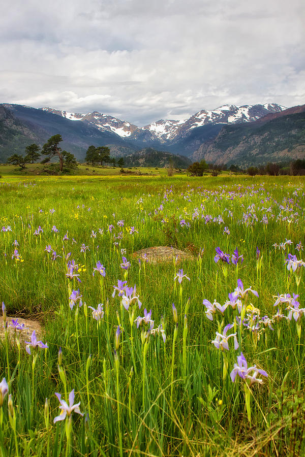 Wildflowers in Rocky Mountain National Park Photograph by Ronda Kimbrow