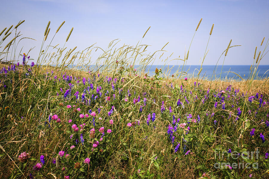 Wildflowers in summer meadow Photograph by Elena Elisseeva