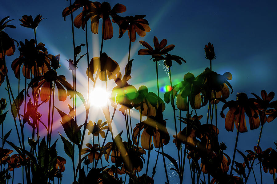 Wildflowers In Sunlight Photograph by Science Photo Library Wildflowers In Sunlight Photograph by Science Photo Library