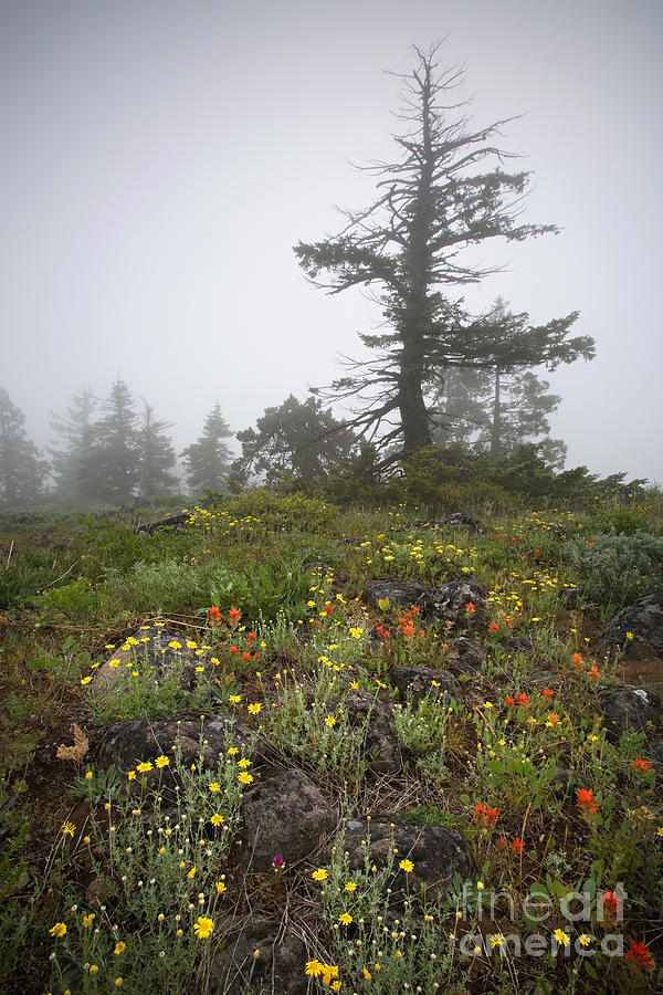 Wildflowers In The Fog, Or Photograph by Sean Bagshaw