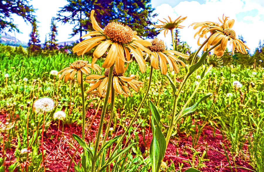 Wildflowers in the Wilds of Colorado Photograph by Cathy Anderson
