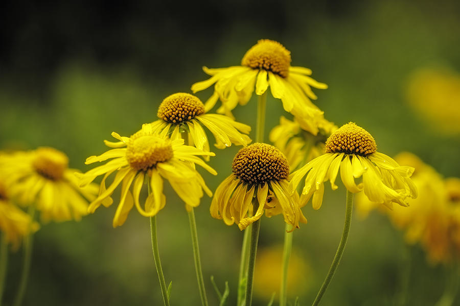 Wildflowers in Yellow Photograph by Teri Virbickis