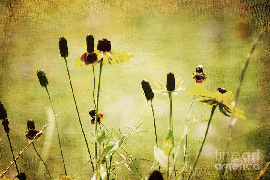 Flower Photograph - Wildflowers by Joan McCool