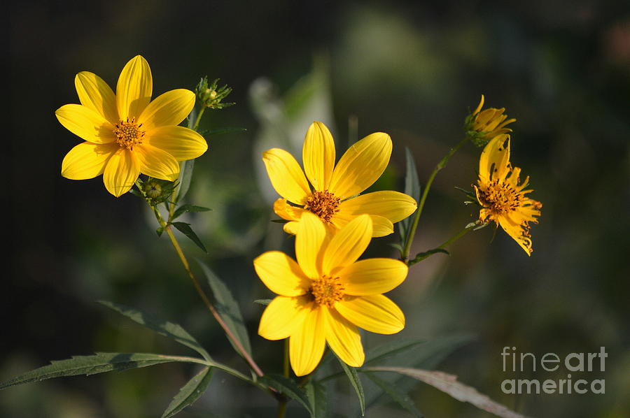 Wildflowers Photograph by Karin Everhart