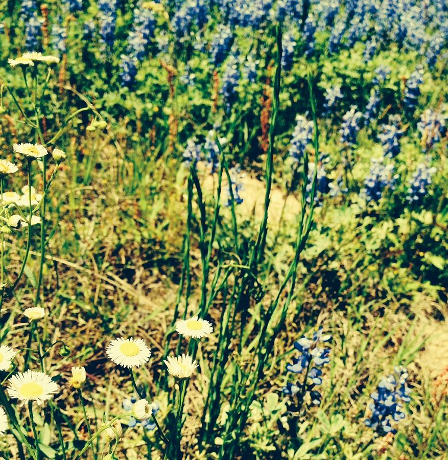 Vintage Photograph - Wildflowers by Madison Dragna