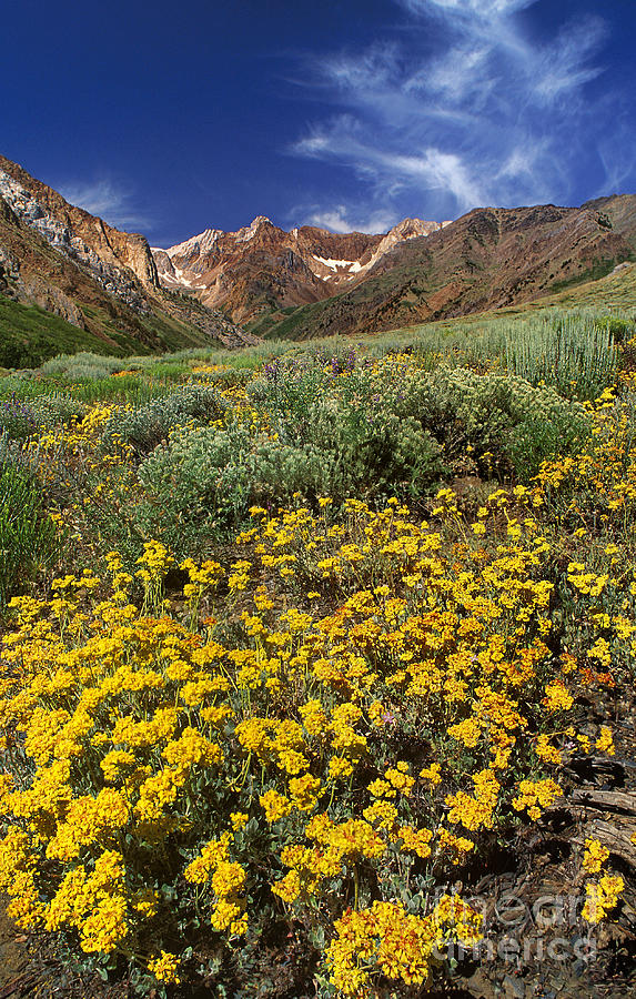 Wildflowers Mcgee Creek Canyon Eastern Sierras California Photograph by Dave Welling