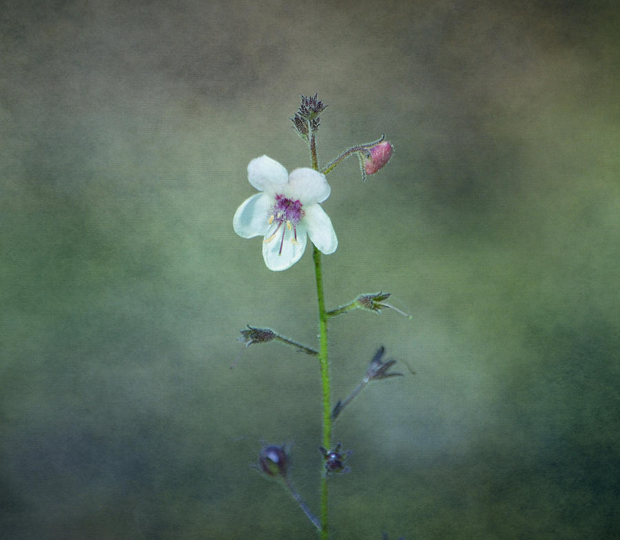 Wildflowers - Moth Mullein Photograph by Deena Stoddard